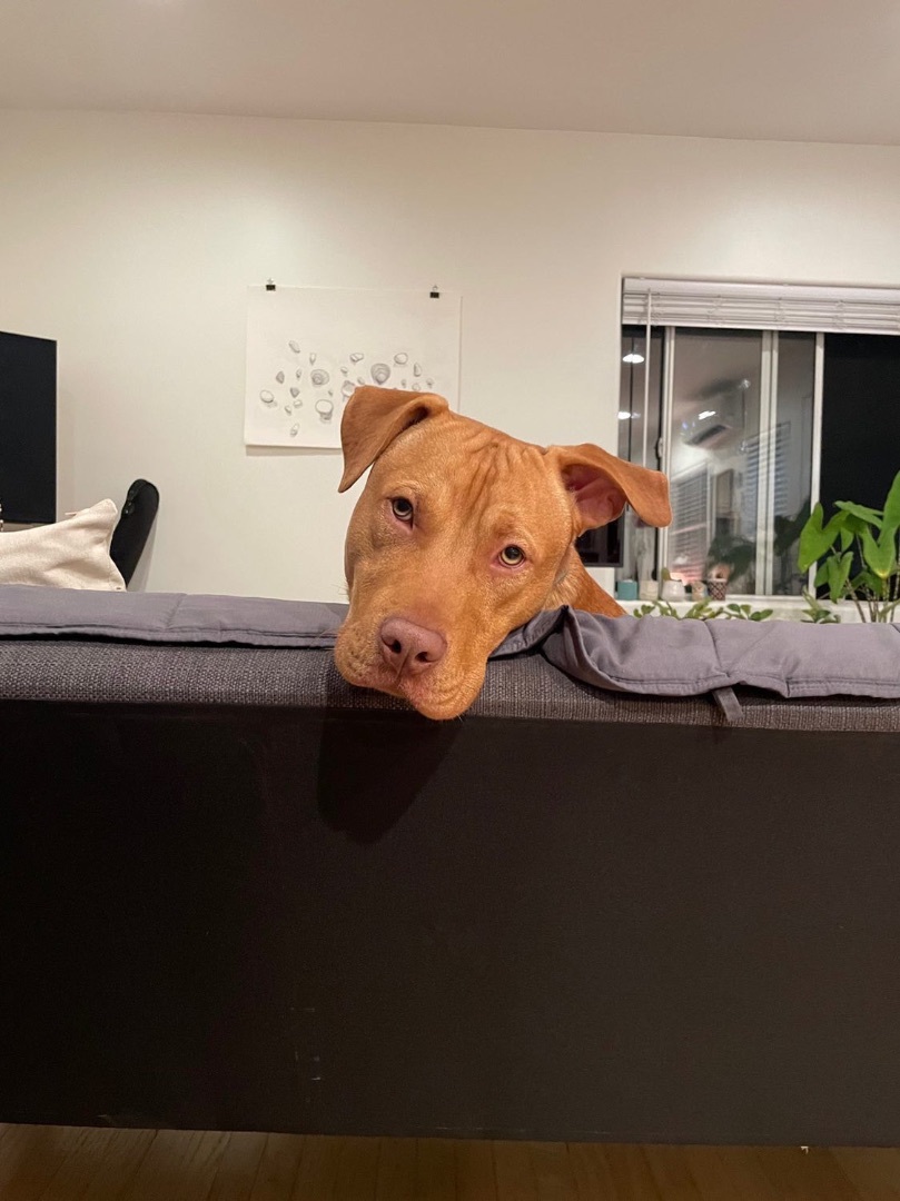 Enlarge Sebastian, a Adopted mixed breed in Los Angeles, CA image 5/6