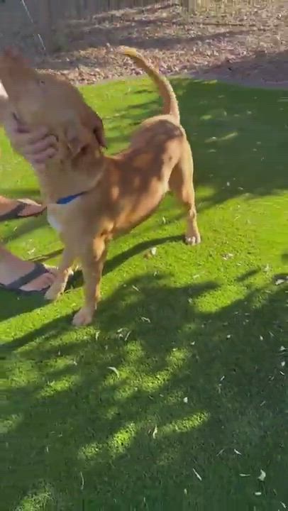 Enlarge Sebastian, a Adopted mixed breed in Los Angeles, CA video 6/6