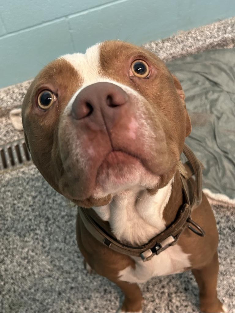 Rocky, a Adoptable Pit Bull Terrier in Little Elm, TX image 1/2