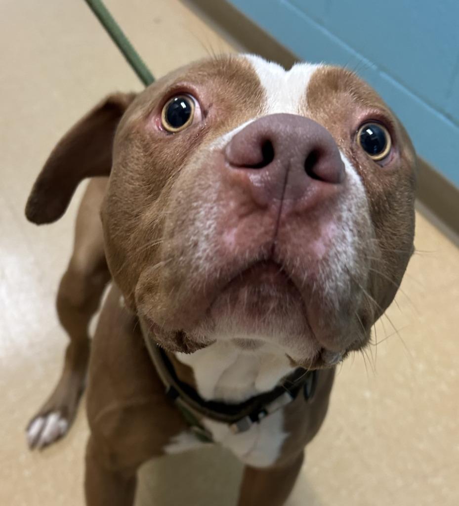 Rocky, a Adoptable Pit Bull Terrier in Little Elm, TX image 2/2