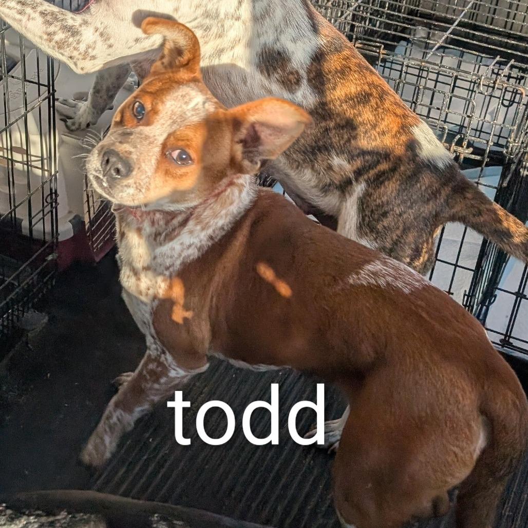 Tiger Lilly, Adoptable, Adult Female Mountain Cur.