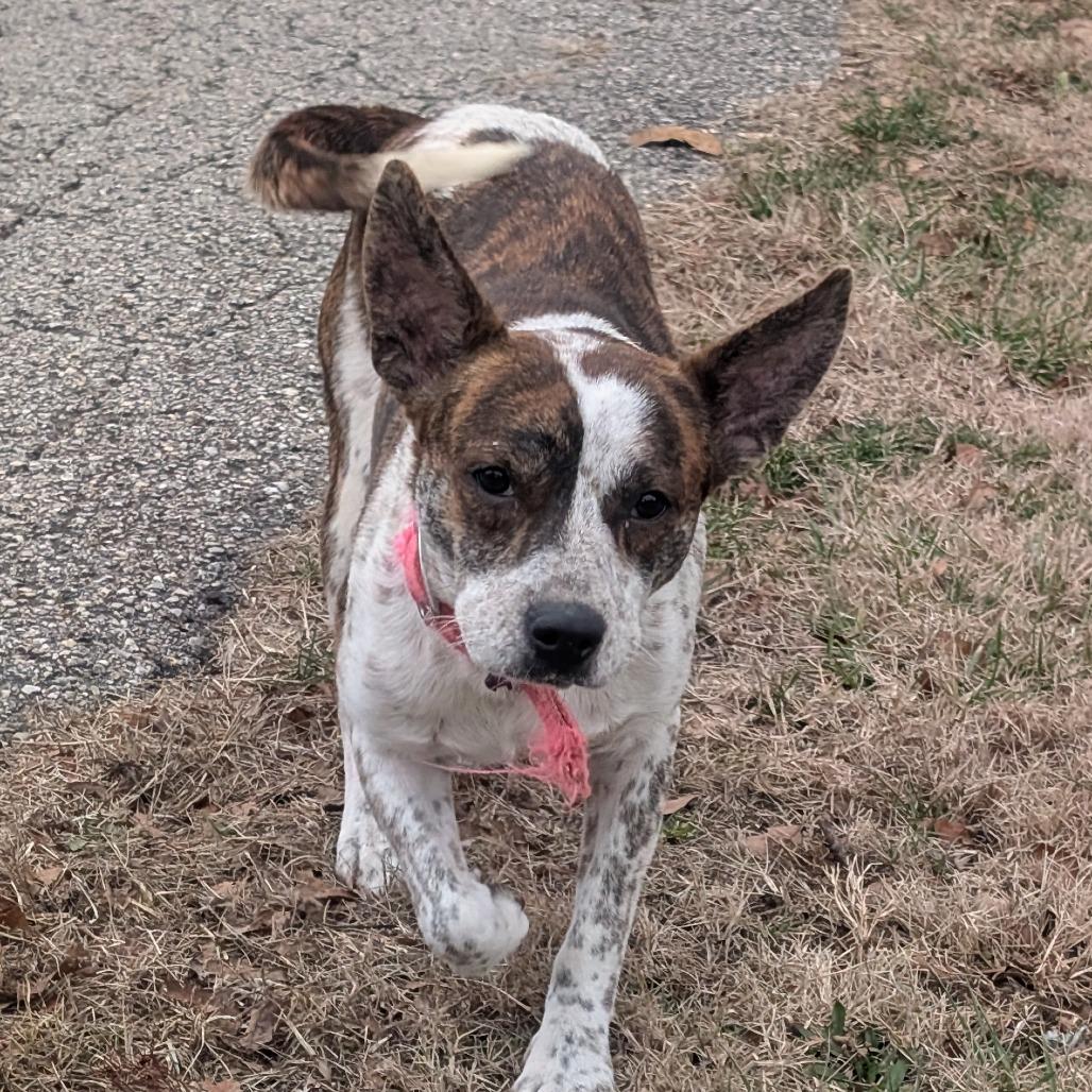 Enlarge Tiger Lilly, a Adoptable Mountain Cur in West Plains, MO image 2/3