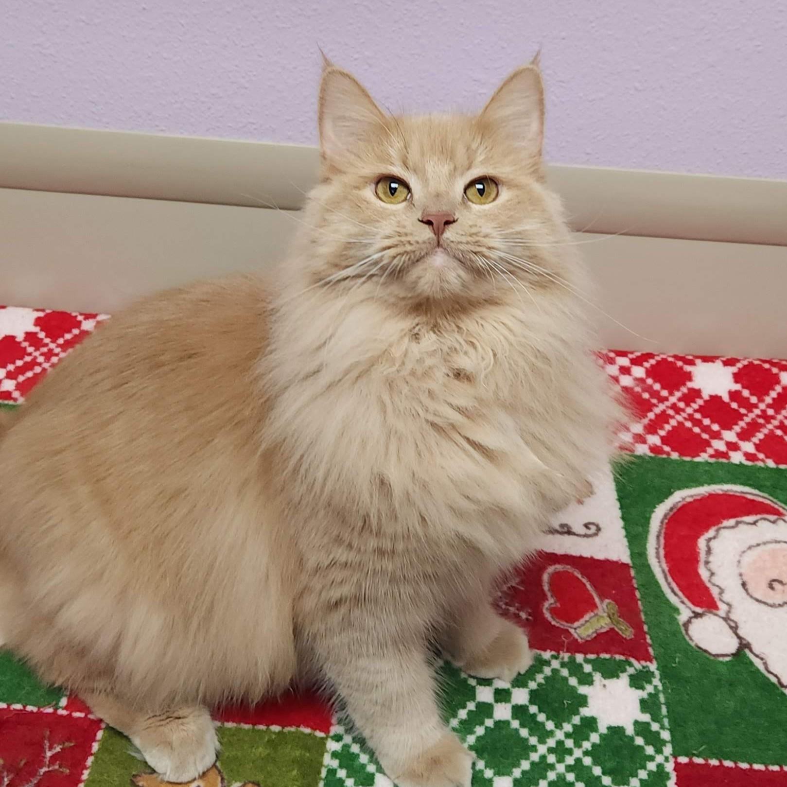 Enlarge Lenny, a ADOPTABLE Domestic Long Hair in Marshfield, WI image 4/5