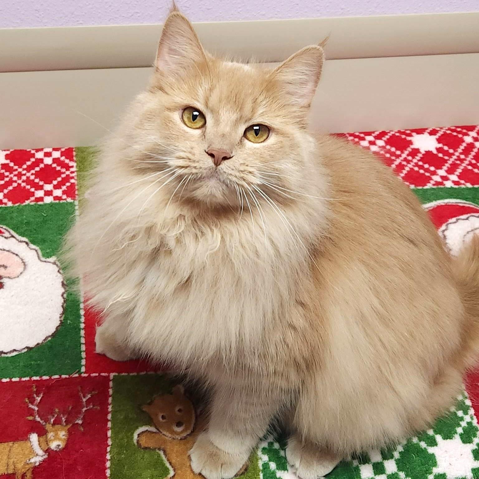 Lenny, ADOPTABLE, Young Male Domestic Long Hair.