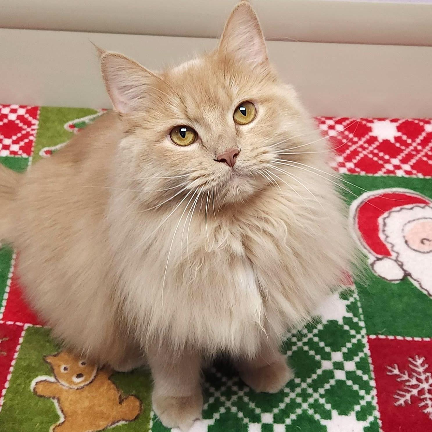 Enlarge Lenny, a ADOPTABLE Domestic Long Hair in Marshfield, WI image 3/5