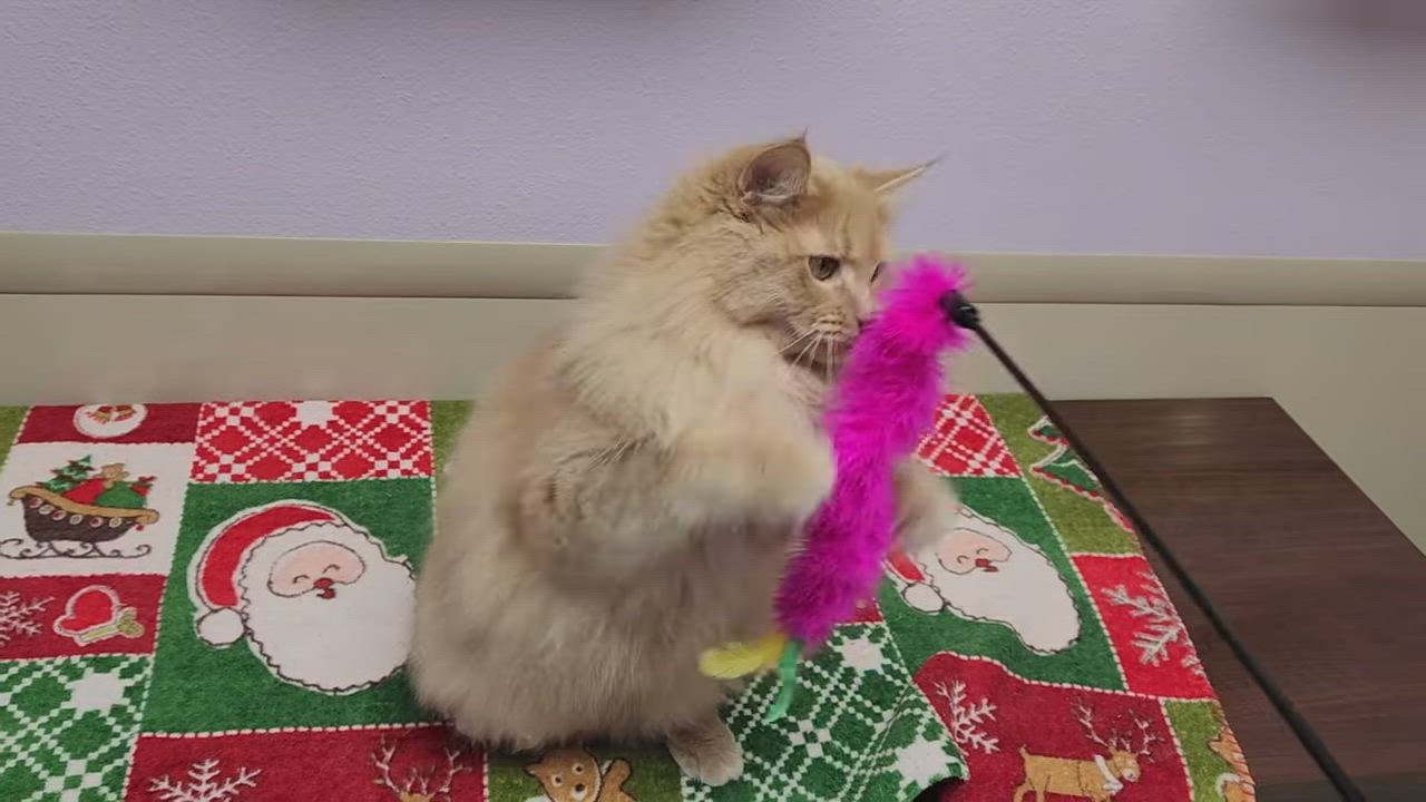 Enlarge Lenny, a ADOPTABLE Domestic Long Hair in Marshfield, WI video 5/5