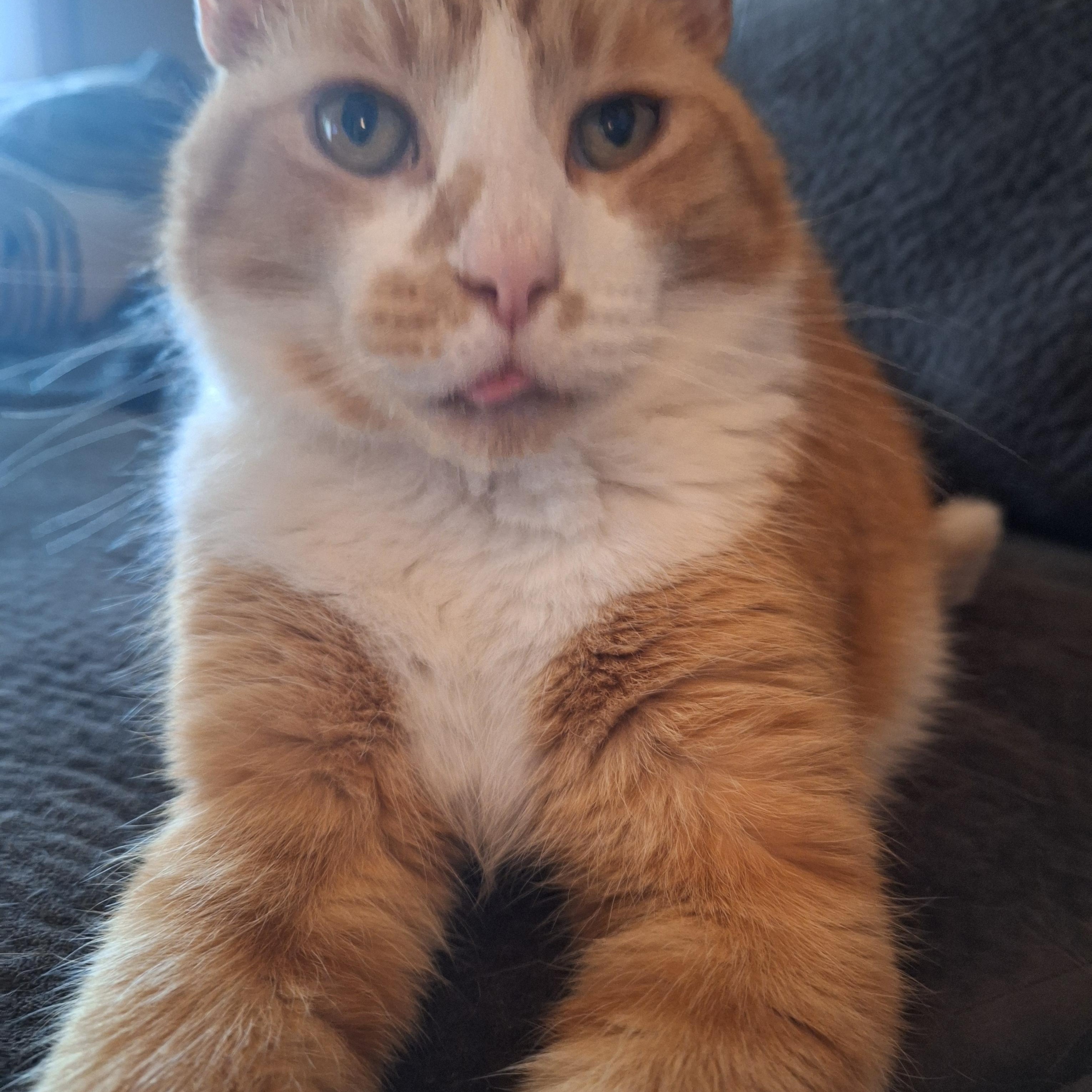 Enlarge Chance, an adopted Domestic Short Hair in PIQUA, OH image 2/5