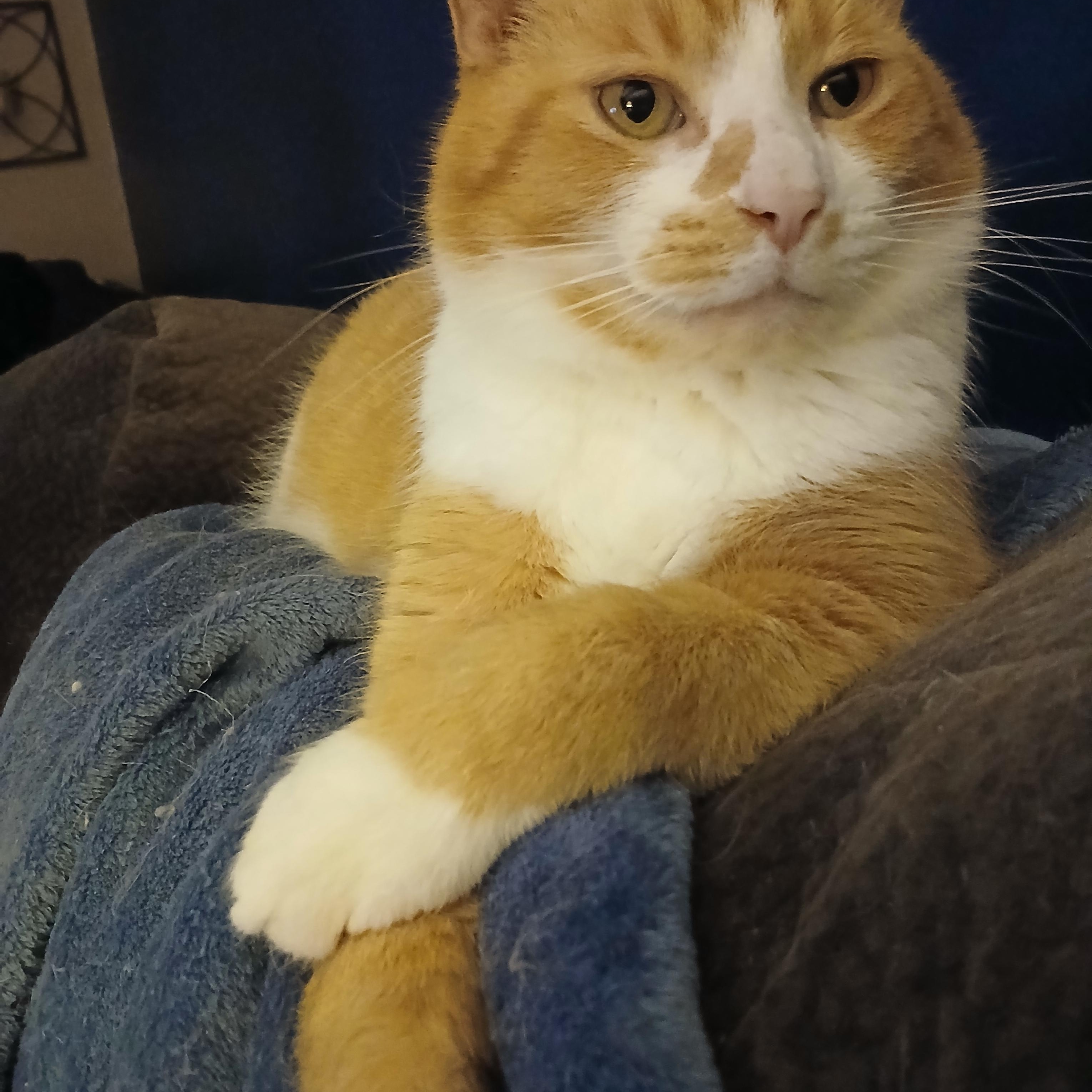 Enlarge Chance, an adopted Domestic Short Hair in PIQUA, OH image 5/5