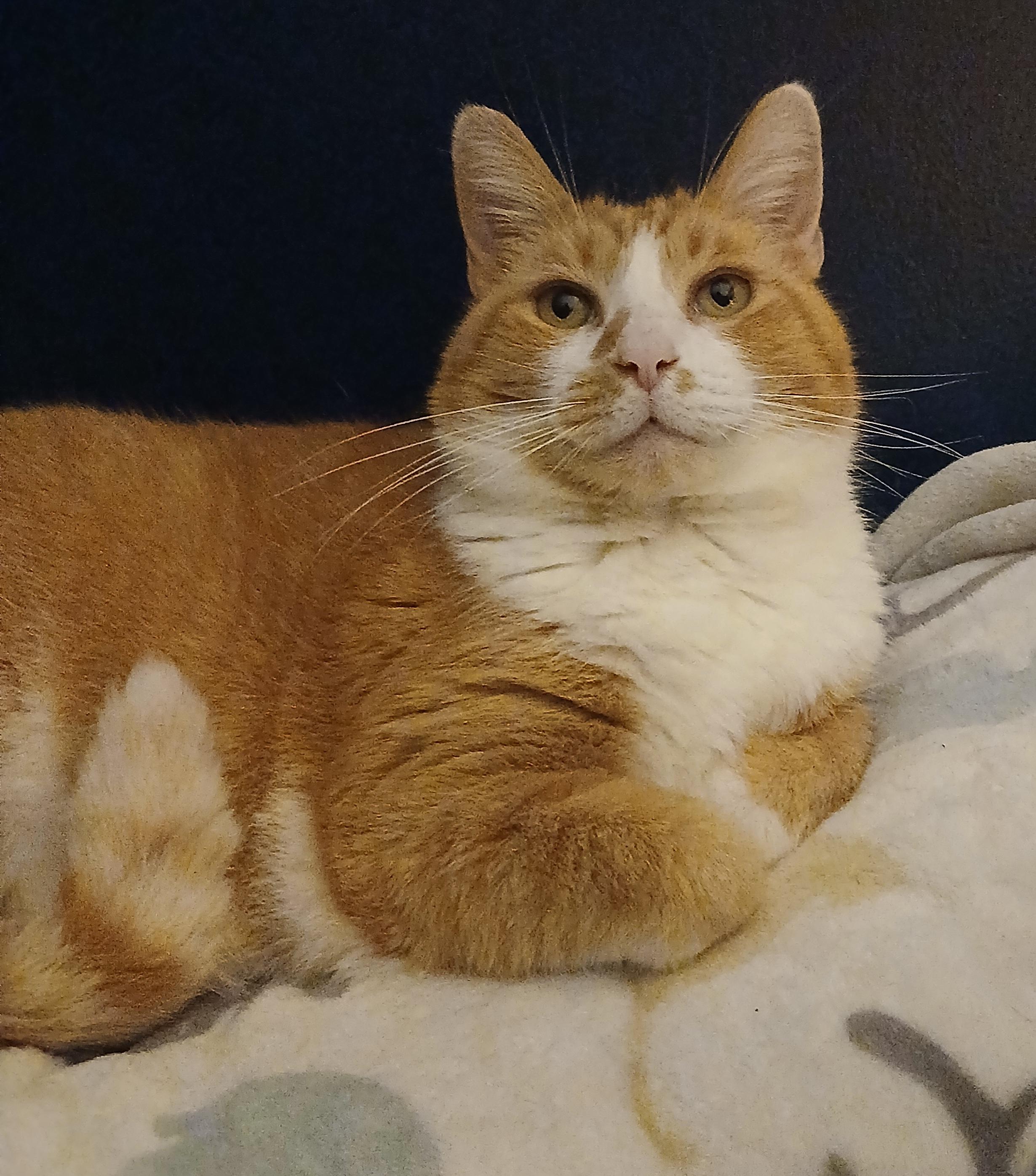 Enlarge Chance, an adopted Domestic Short Hair in PIQUA, OH image 3/5