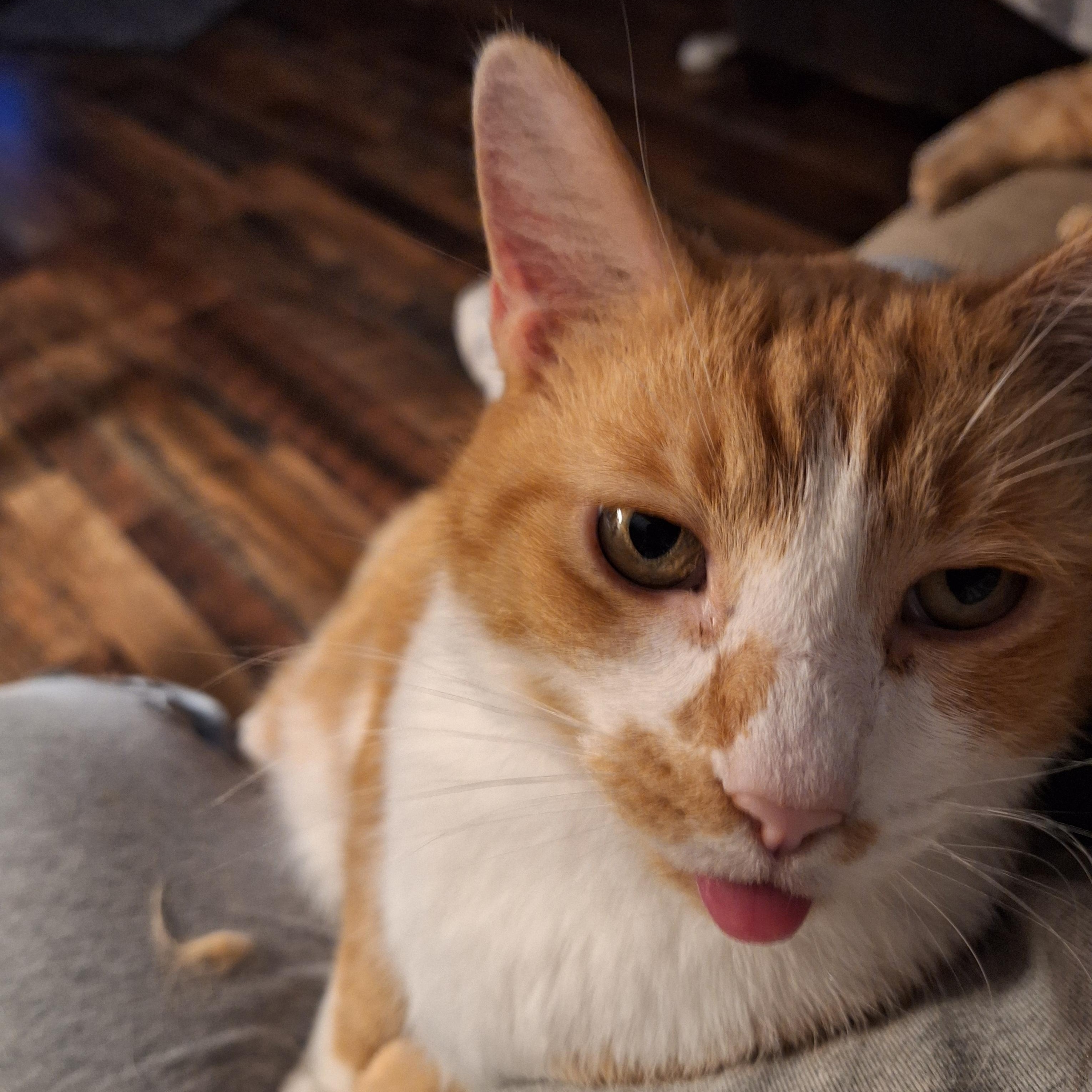 Enlarge Chance, an adopted Domestic Short Hair in PIQUA, OH image 4/5