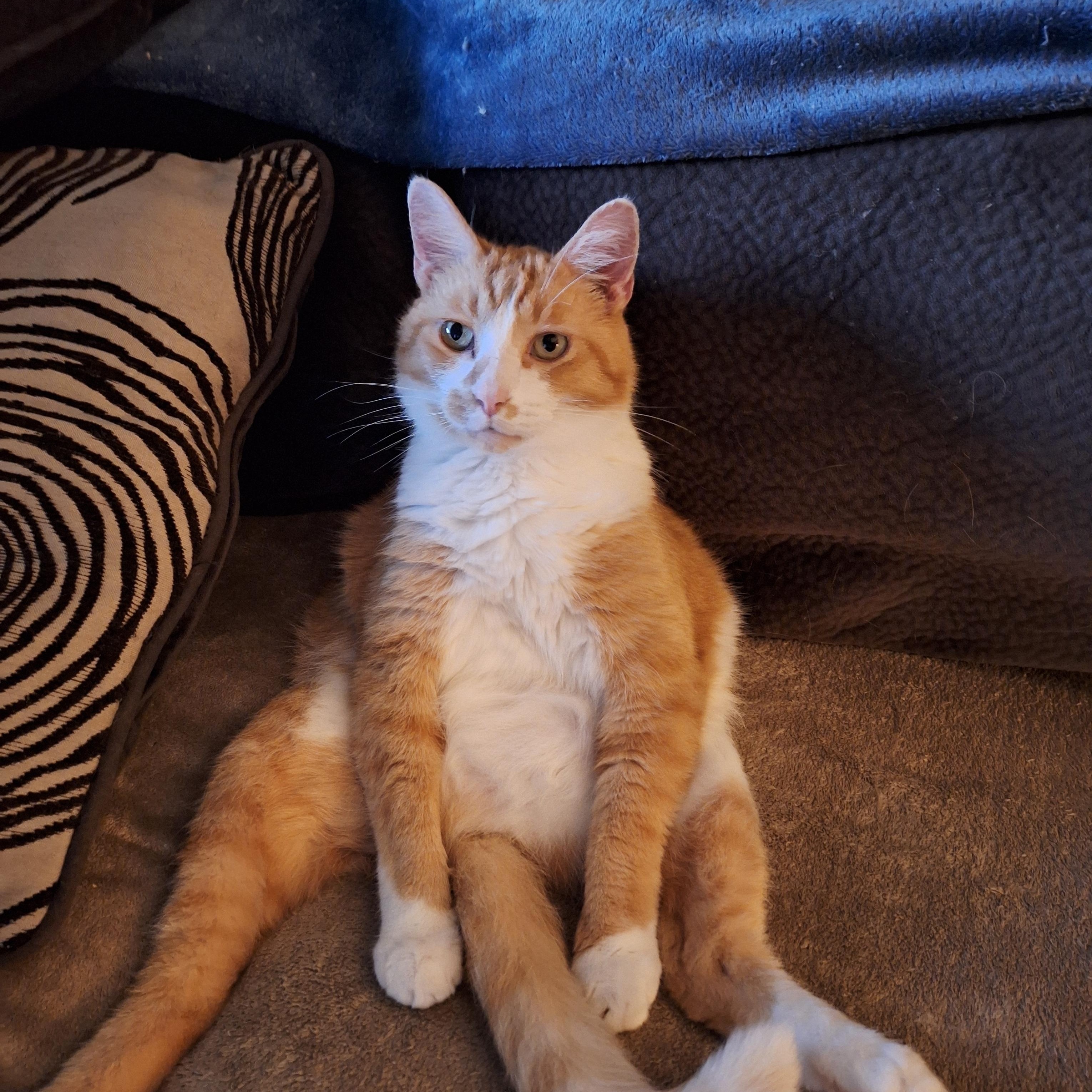 Enlarge Chance, an adopted Domestic Short Hair in PIQUA, OH image 1/5