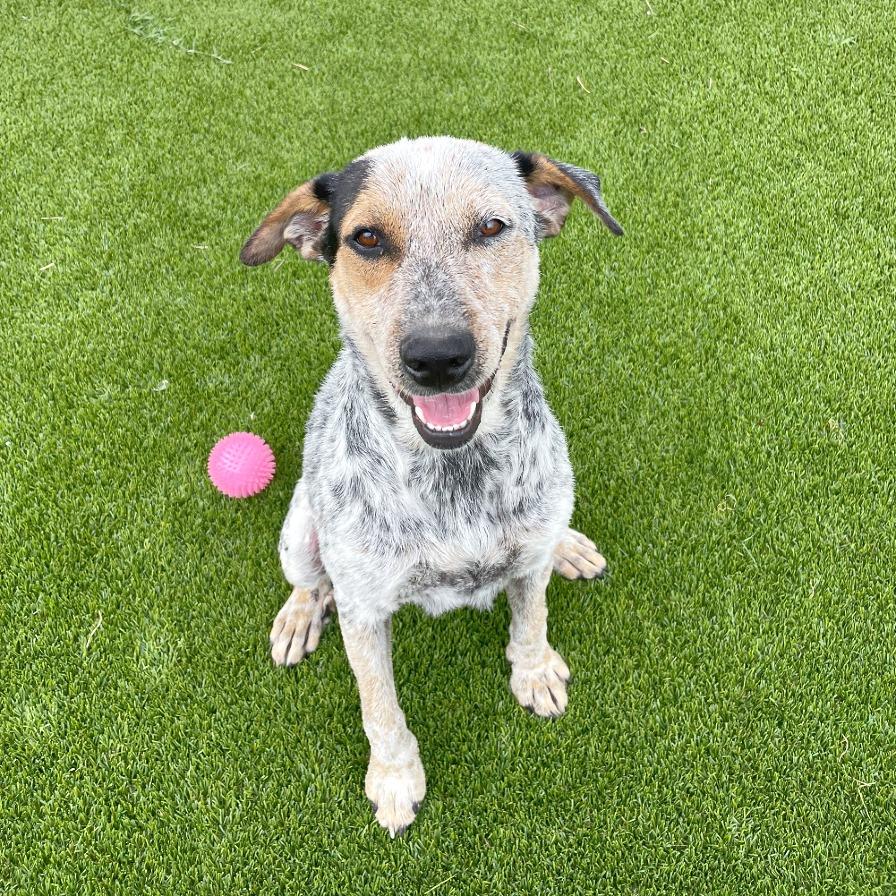 Molly, Adoptable, Adult Female Australian Cattle Dog / Blue Heeler & Great Pyrenees.
