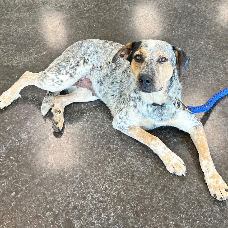 Molly, a Adoptable mixed breed in Flower Mound, TX image 1/4