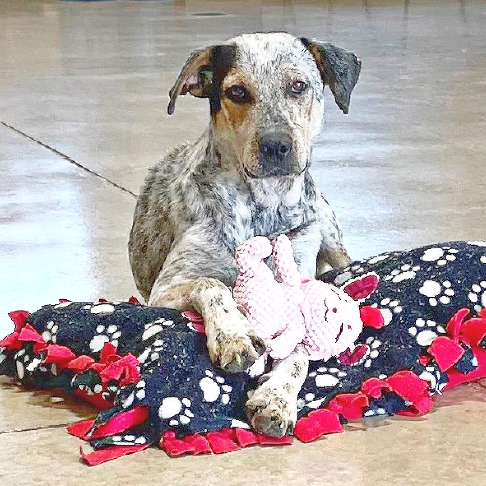 Enlarge Molly, a Adoptable mixed breed in Flower Mound, TX image 2/5