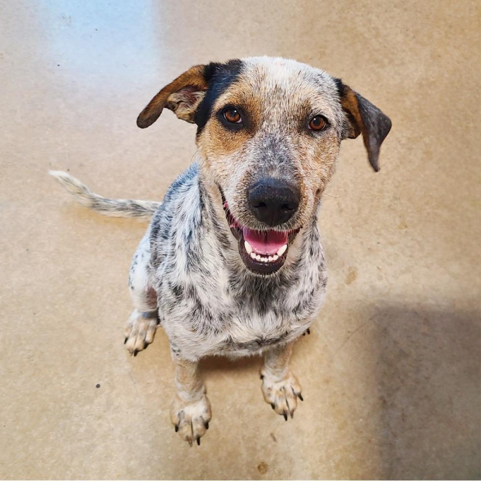 Molly, a Adoptable mixed breed in Flower Mound, TX image 2/4