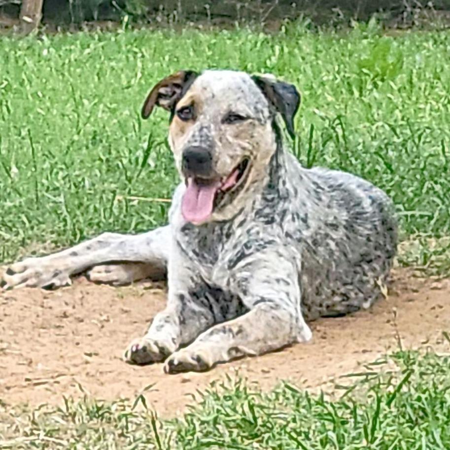 Molly, a Adoptable mixed breed in Flower Mound, TX image 3/4