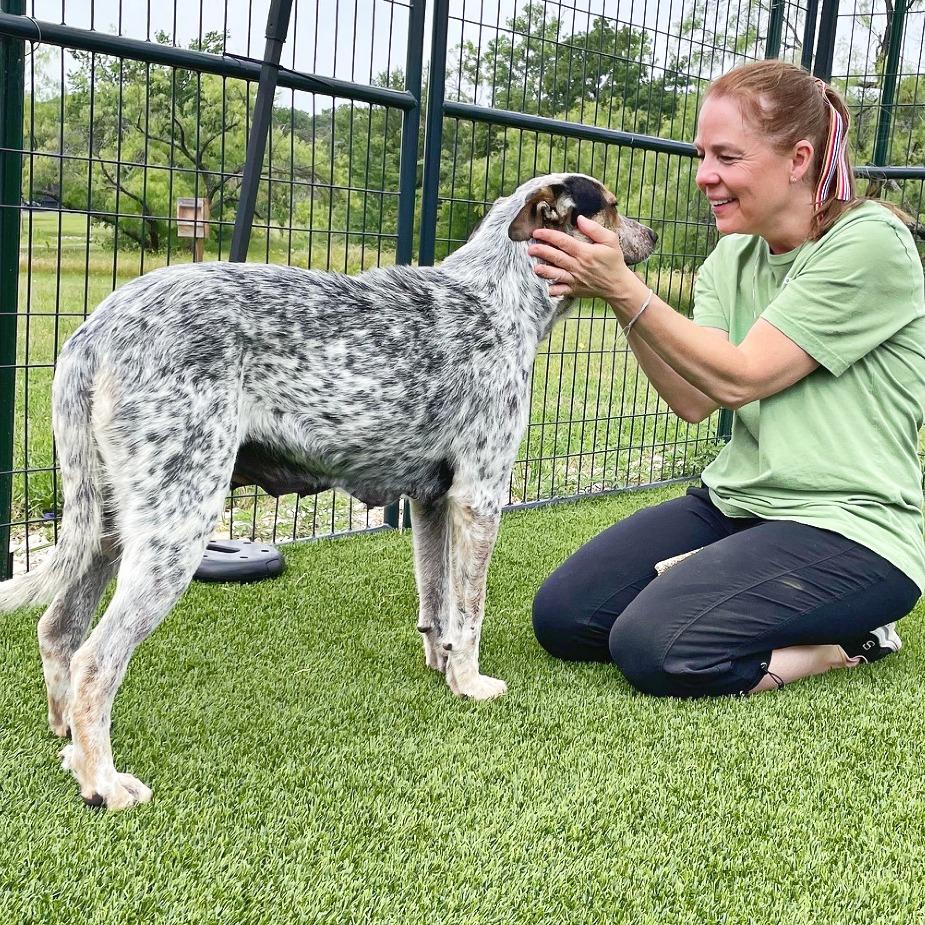 Molly, a Adoptable mixed breed in Flower Mound, TX image 4/4
