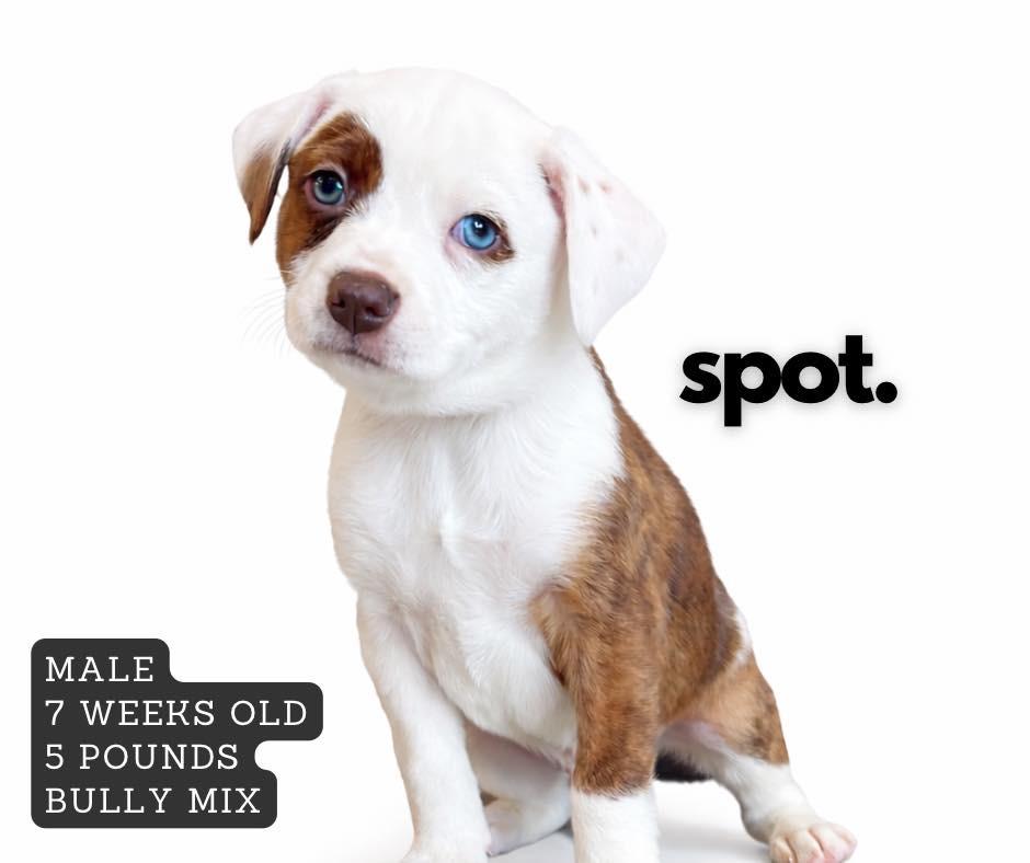 Spot, Adoptable, Puppy Male Mixed Breed.