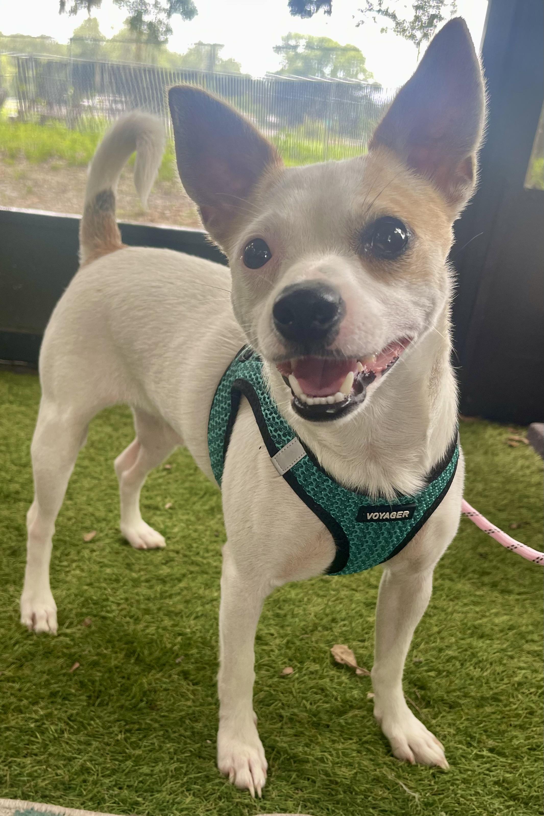 Georgie, a Adoptable mixed breed in Plant City, FL image 3/4