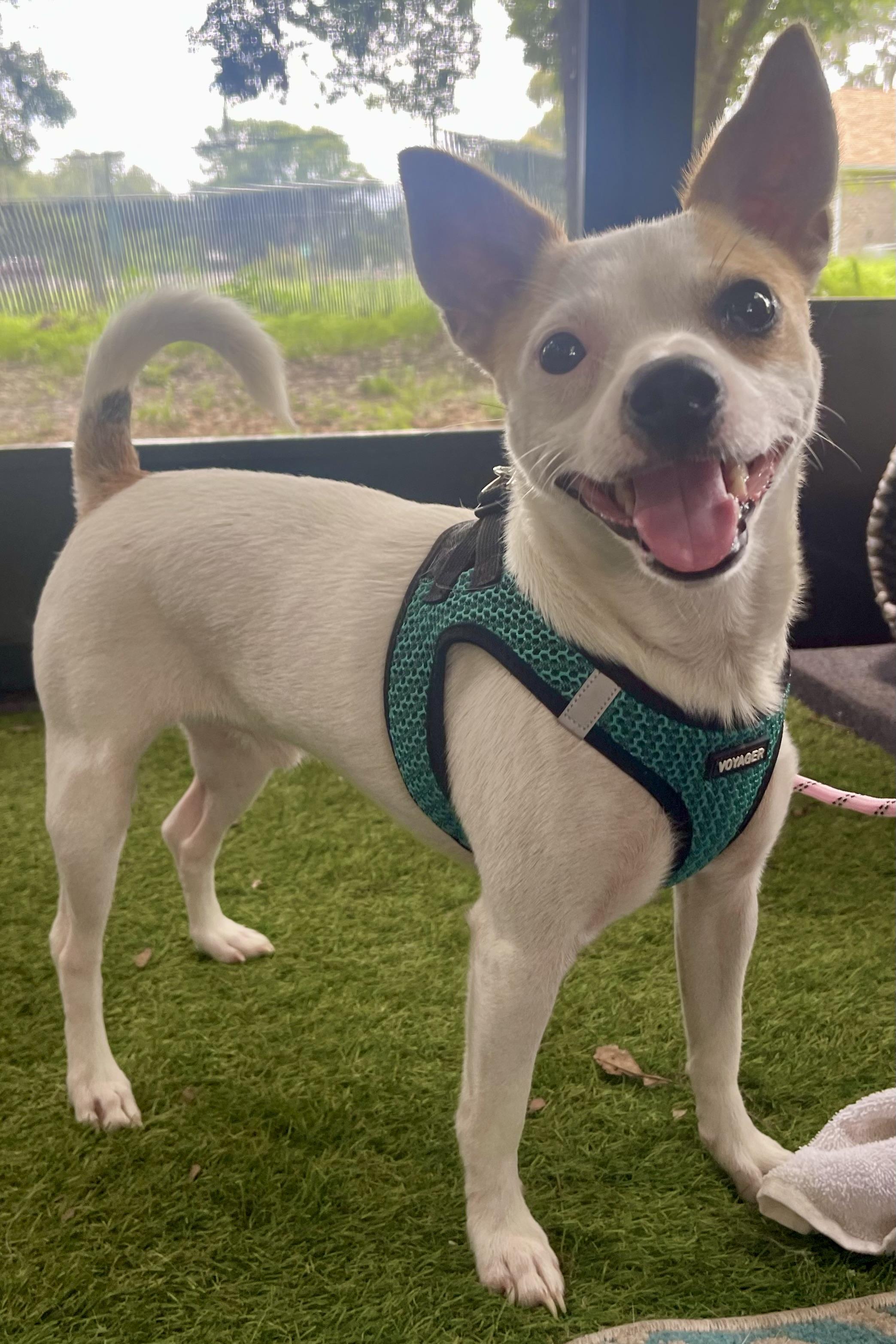 Georgie, a Adoptable mixed breed in Plant City, FL image 4/4