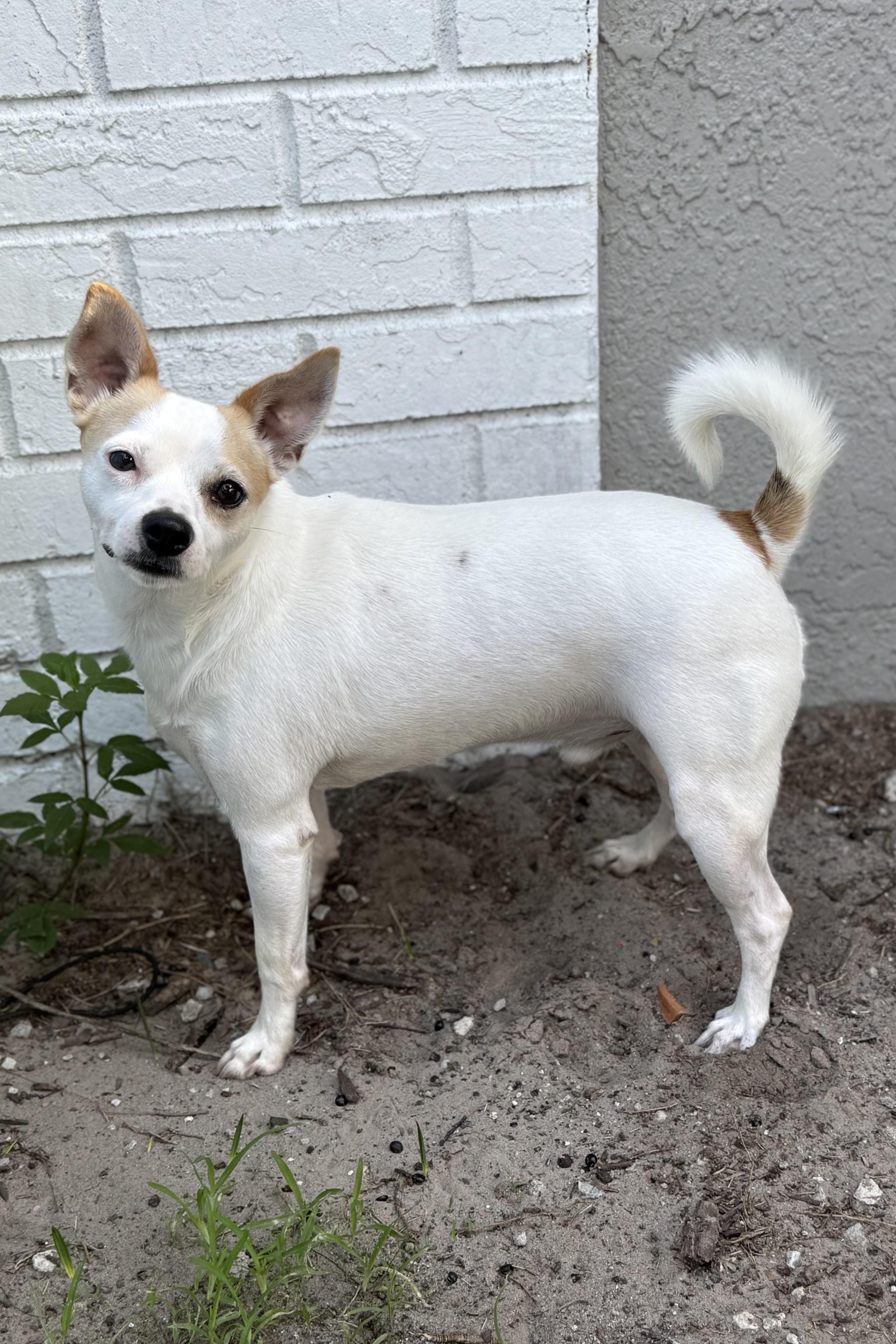 Georgie, a Adoptable mixed breed in Plant City, FL image 2/4