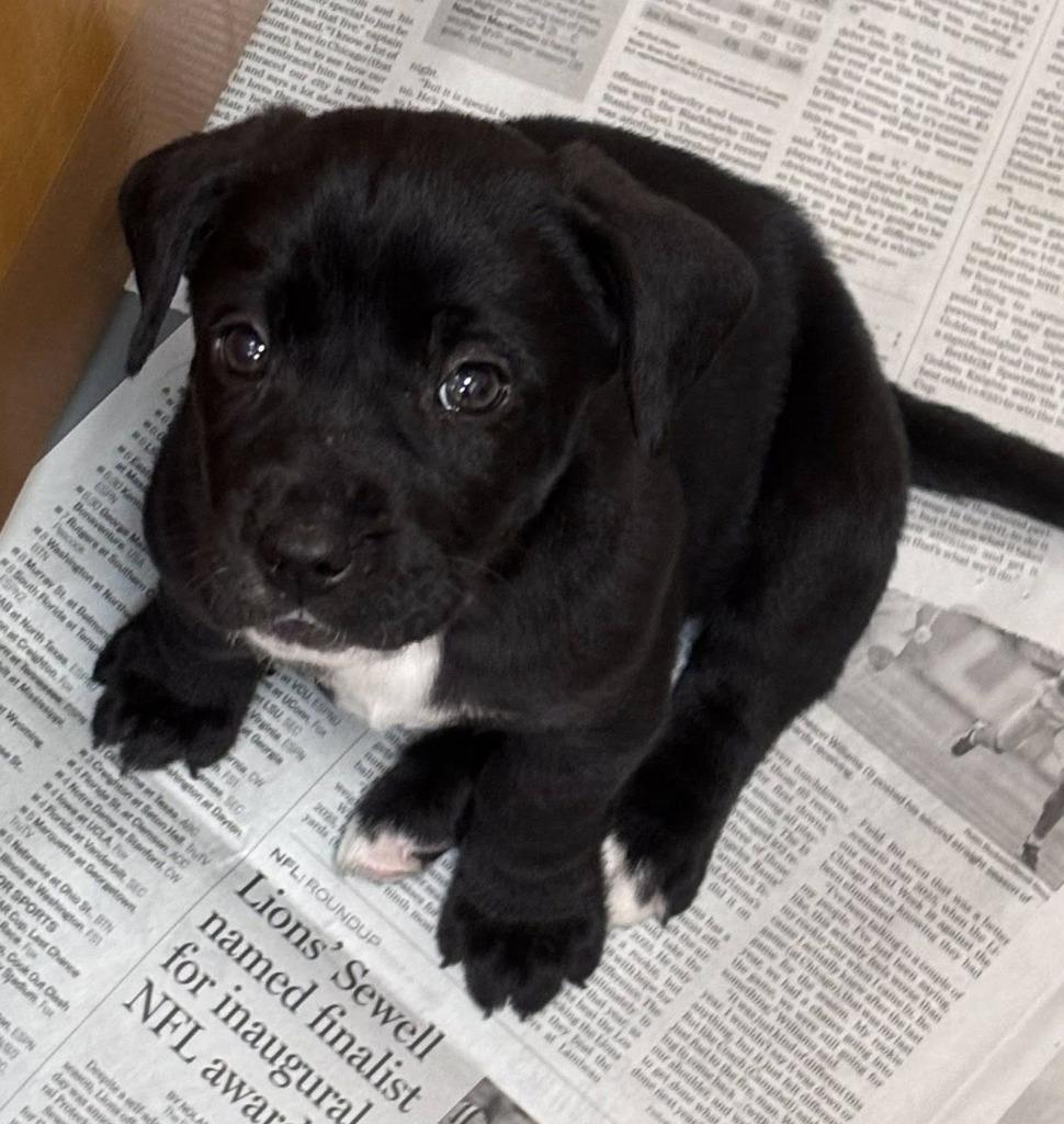 Lzzy, Adopted, Puppy Female Labrador Retriever & Mixed Breed.