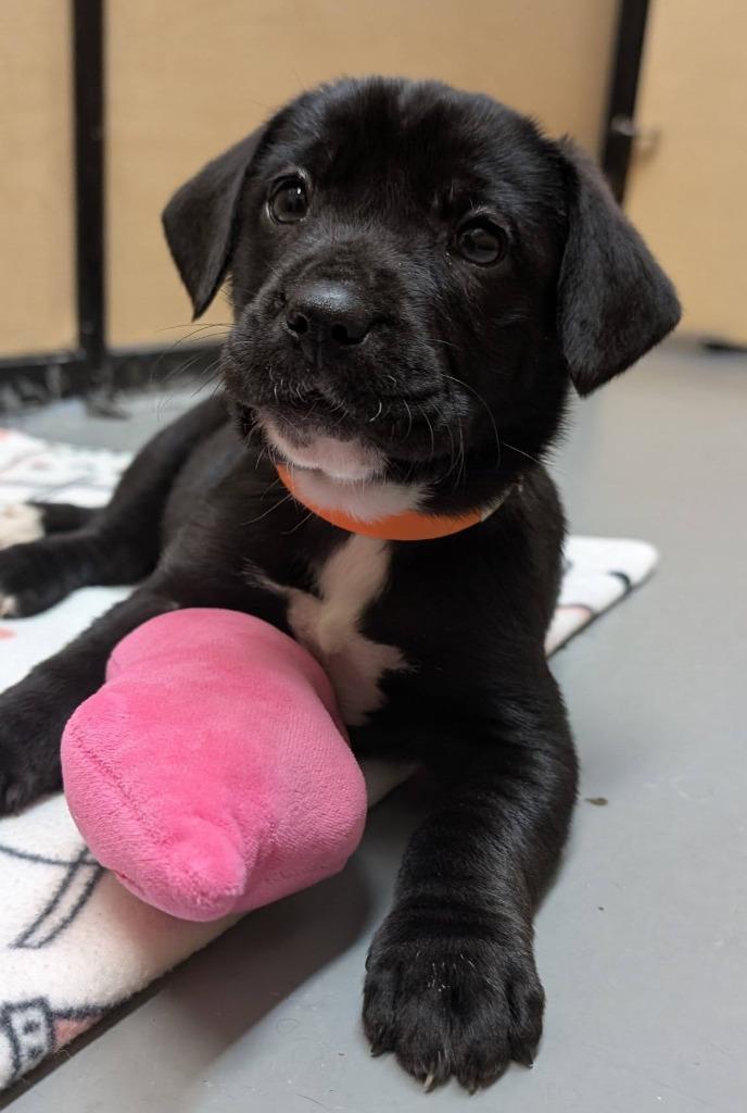 Enlarge Lzzy, a Adopted mixed breed in Warren, MI image 3/6