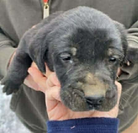 Enlarge Lzzy, a Adopted mixed breed in Warren, MI image 4/6