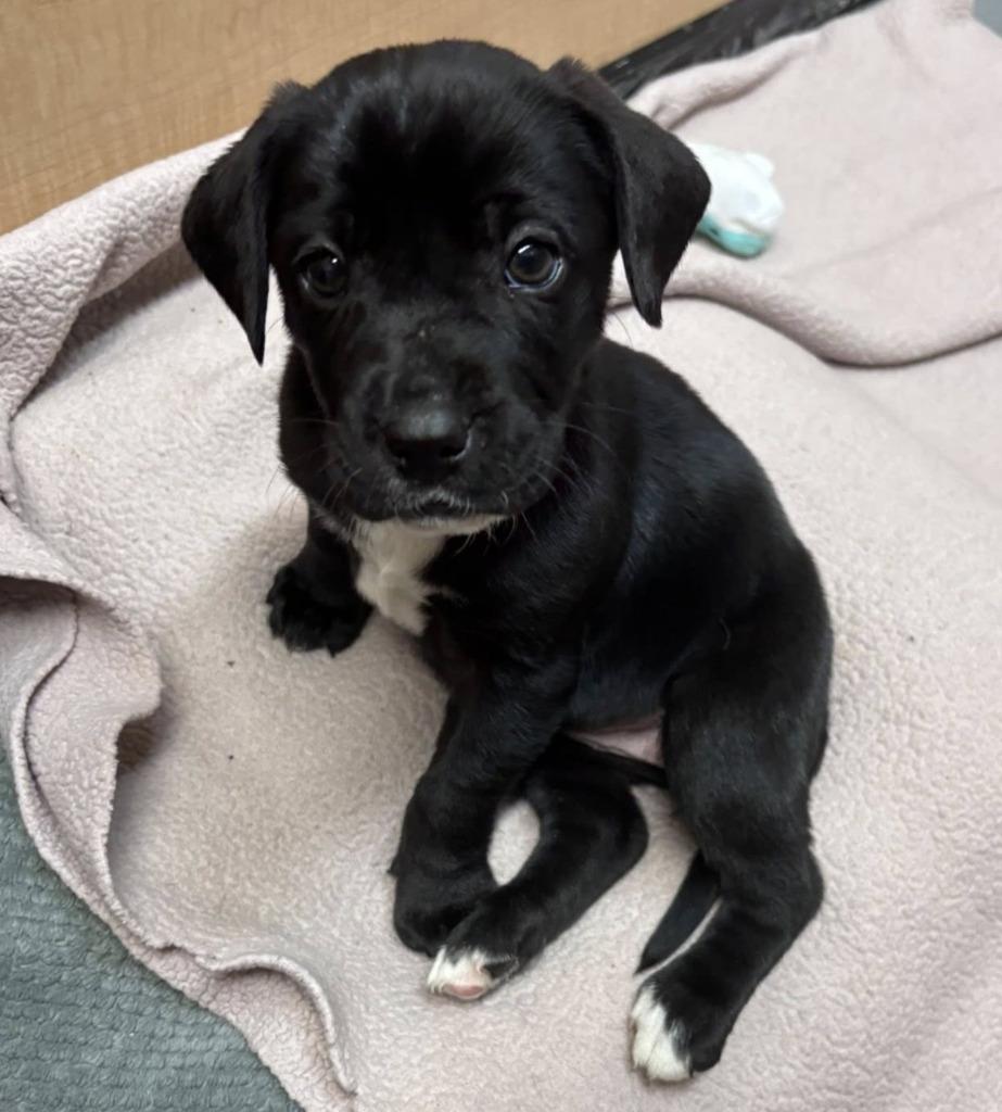 Enlarge Lzzy, a Adopted mixed breed in Warren, MI image 5/6