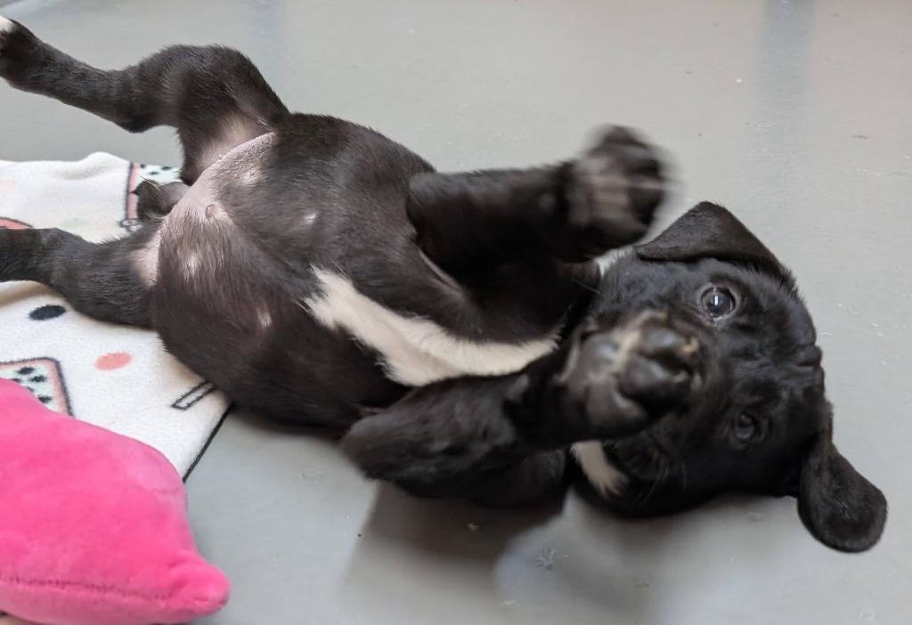 Enlarge Lzzy, a Adopted mixed breed in Warren, MI image 6/6