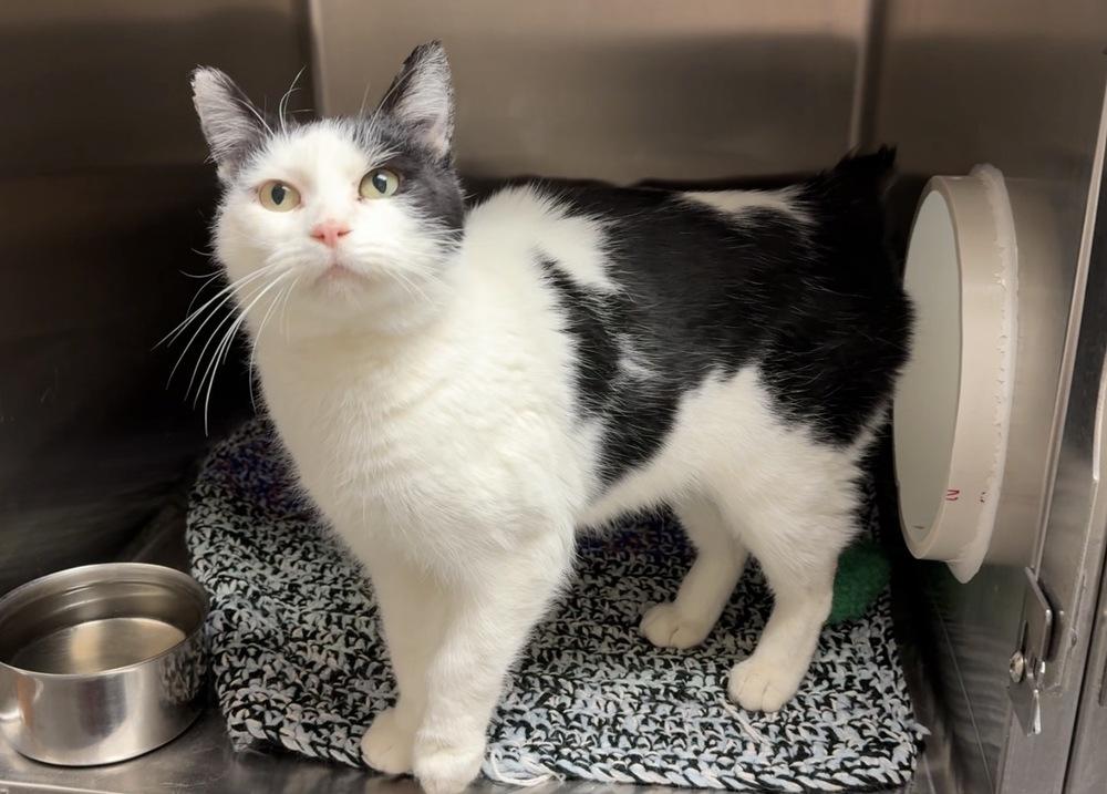 Enlarge Confetti, a Adoptable Domestic Short Hair in Bemidji, MN image 1/2