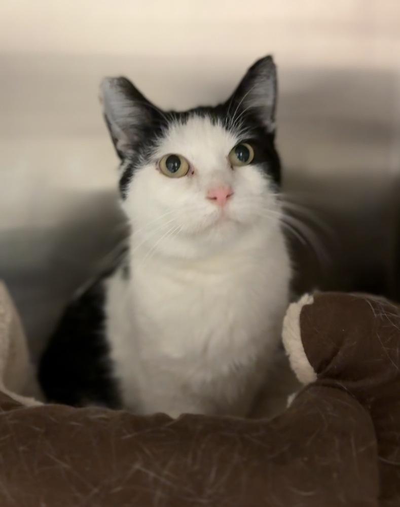 Enlarge Confetti, a Adoptable Domestic Short Hair in Bemidji, MN image 1/1