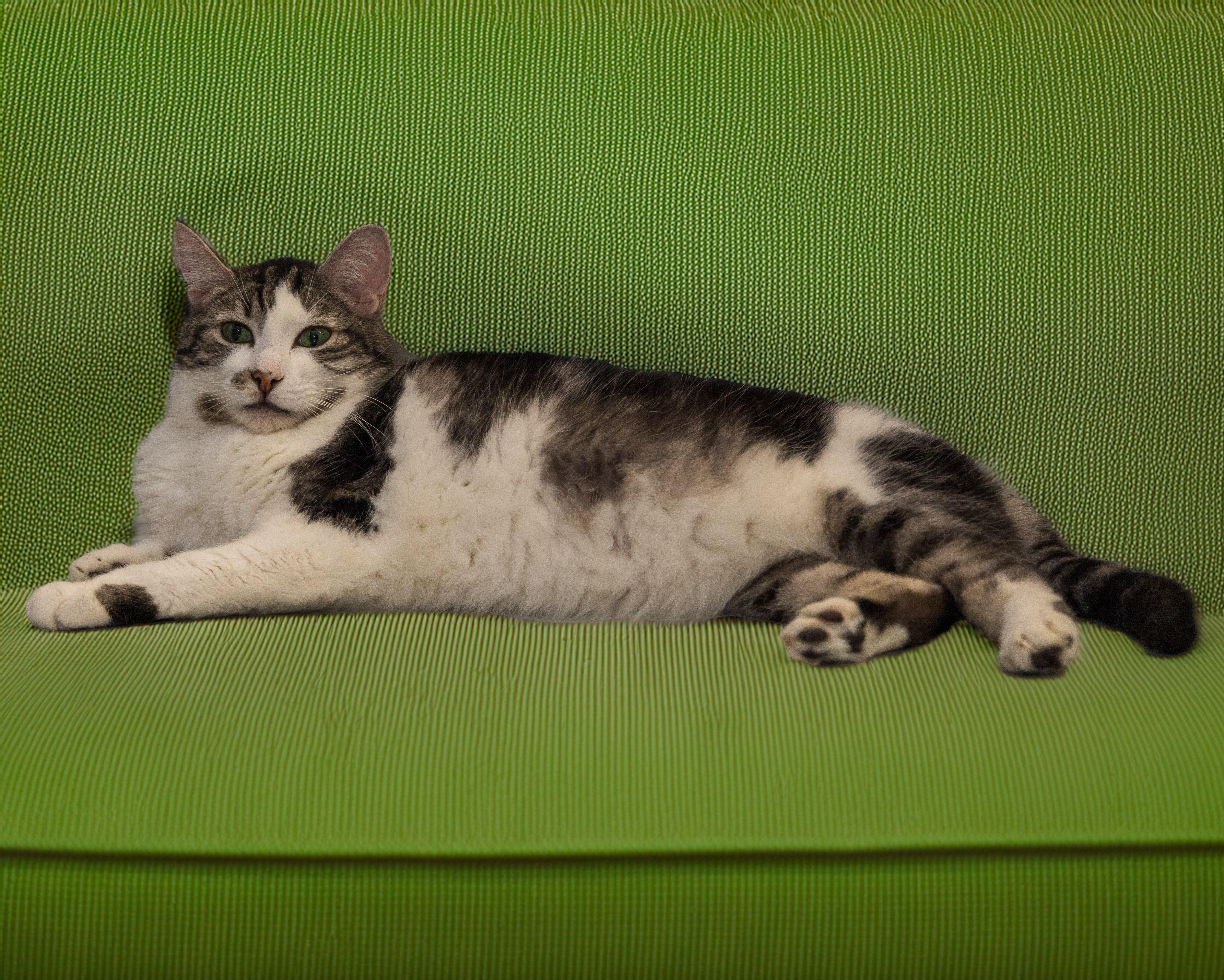 Rockefeller, Adult Male Domestic Short Hair