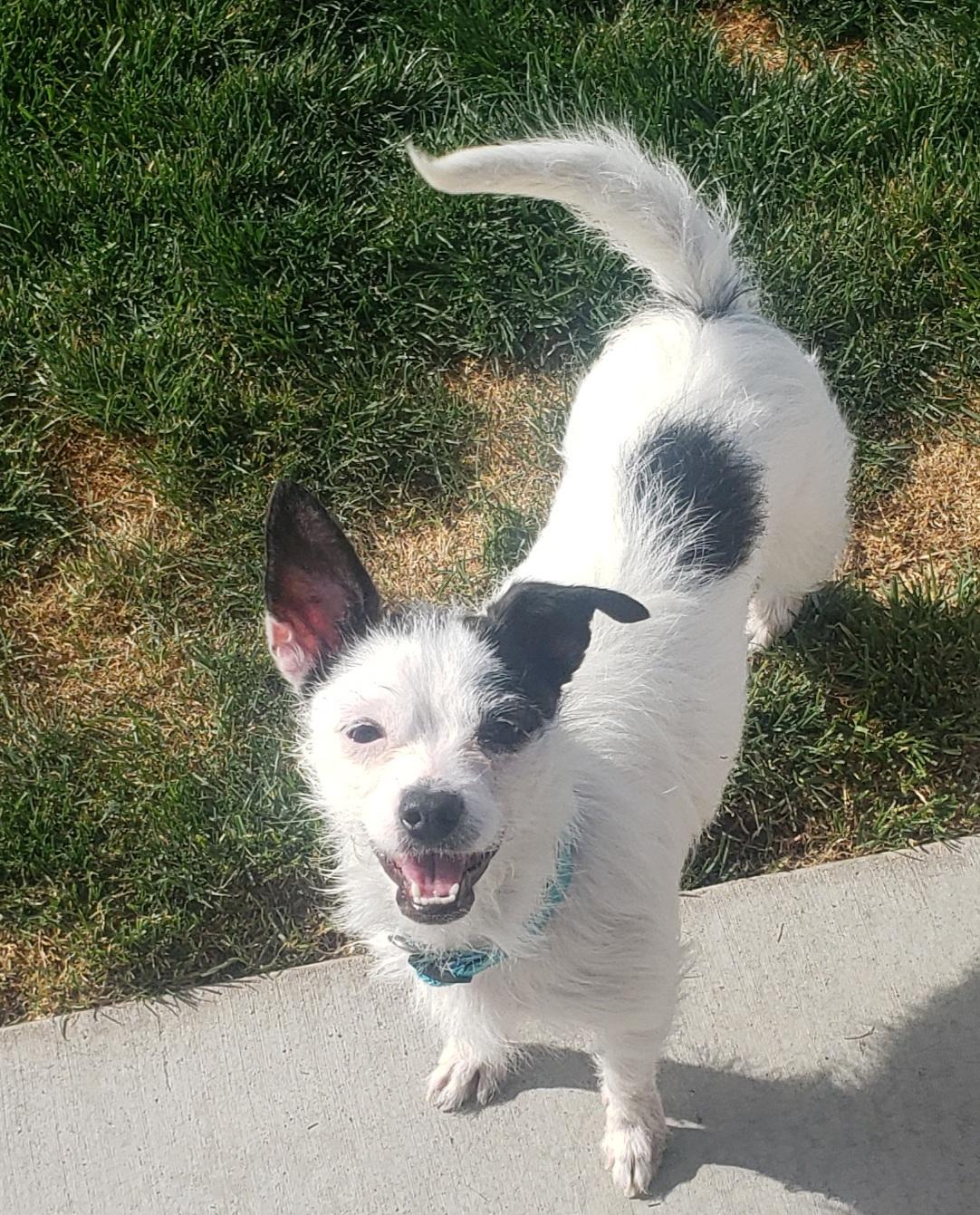Maya, adopted, Adult Female Boston Terrier & Chihuahua.