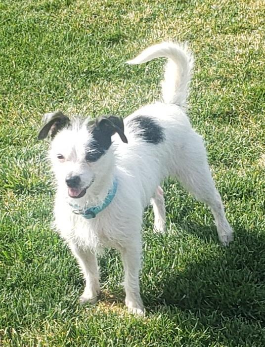 Enlarge Maya, an adopted mixed breed in Ephrata, WA image 3/3