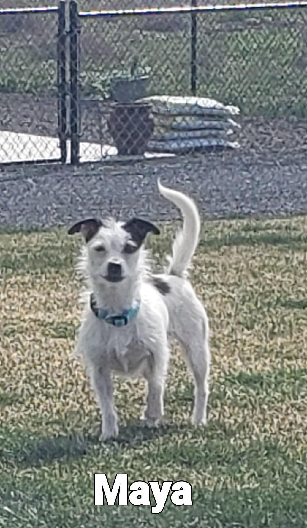 Enlarge Maya, a ADOPTABLE mixed breed in Ephrata, WA image 1/1