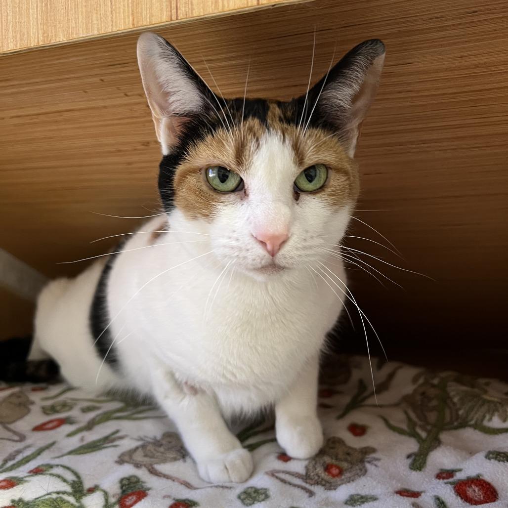 Noela, Adoptable, Adult Female Domestic Short Hair.