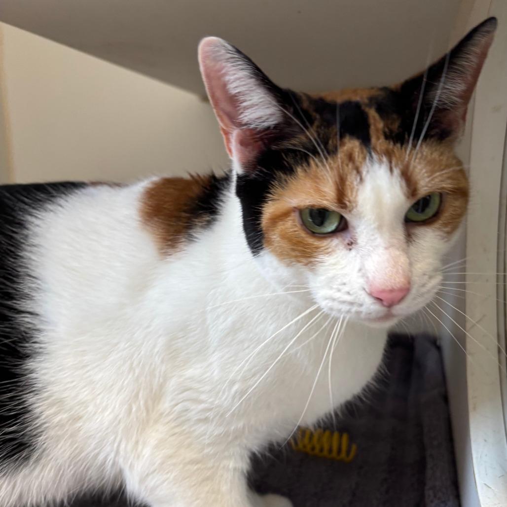 Enlarge Noela, a Adoptable Domestic Short Hair in Naperville, IL image 2/2