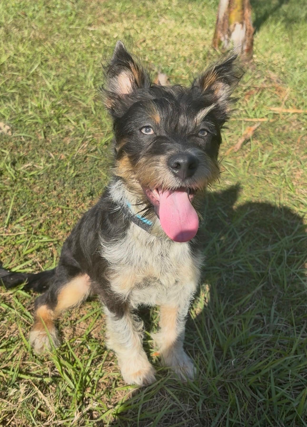 Scruffy, adopted, Young Male Schnauzer & Yorkshire Terrier.