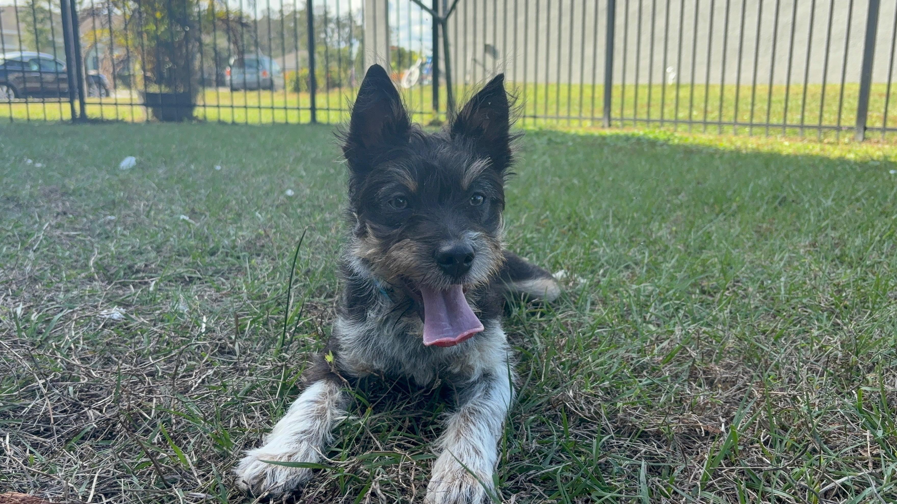 Scruffy, an adopted mixed breed in Maitland, FL image 2/5