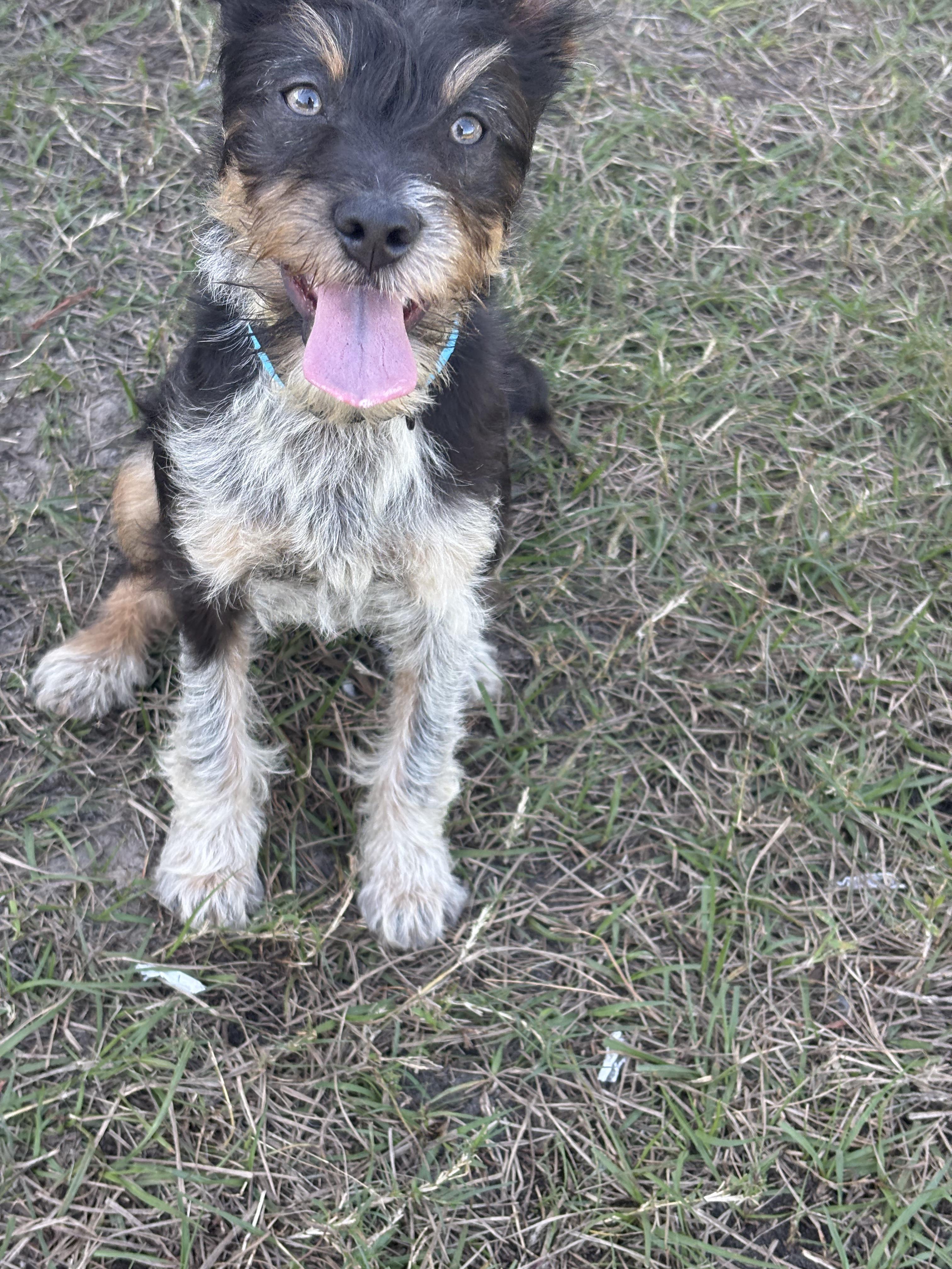 Scruffy, an adopted mixed breed in Maitland, FL image 3/5