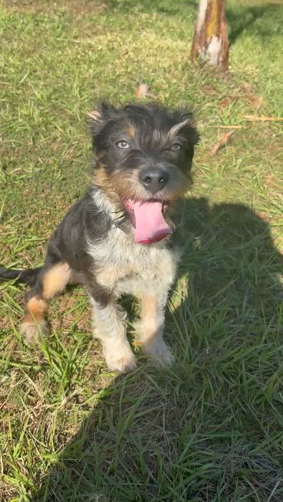 Enlarge Scruffy, an adopted mixed breed in Maitland, FL video 5/5