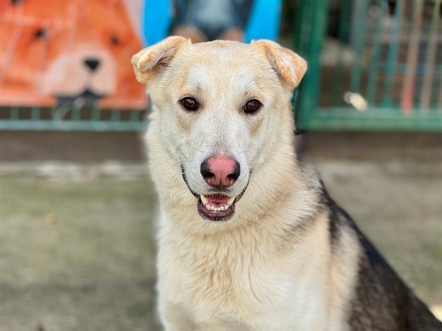 Capybara A431032, Adoptable, Adult Male German Shepherd Dog.