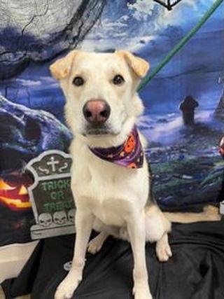 Enlarge Capybara A431032, a Adoptable German Shepherd Dog in Petaluma, CA image 2/2