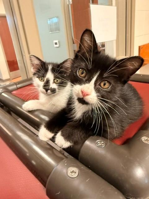 Toast and Biscuit, ADOPTABLE, Young Female Domestic Short Hair.