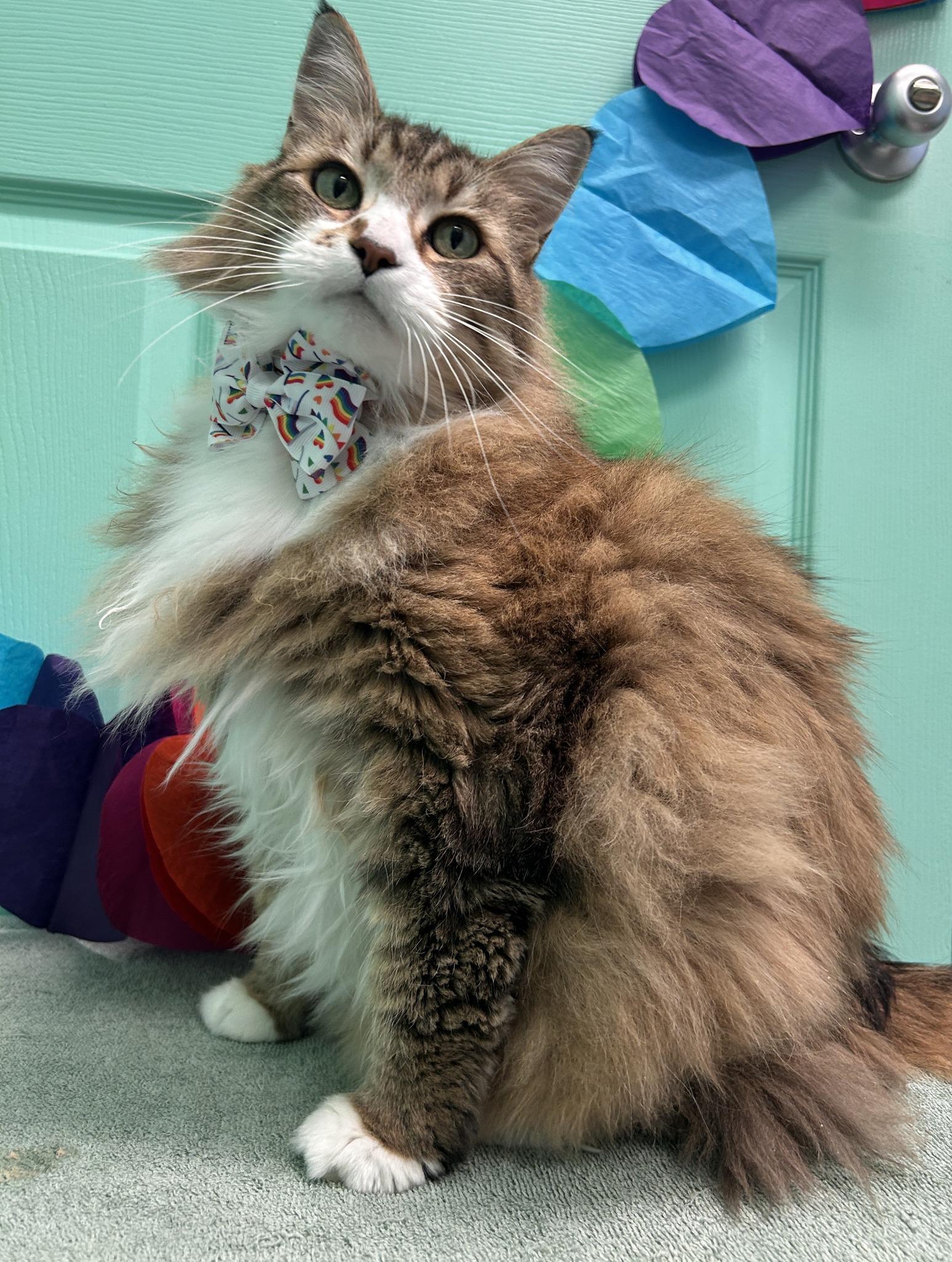 Scout, an adoptable Domestic Long Hair in Drumheller, AB, T0J 0Y0 | Photo Image 1