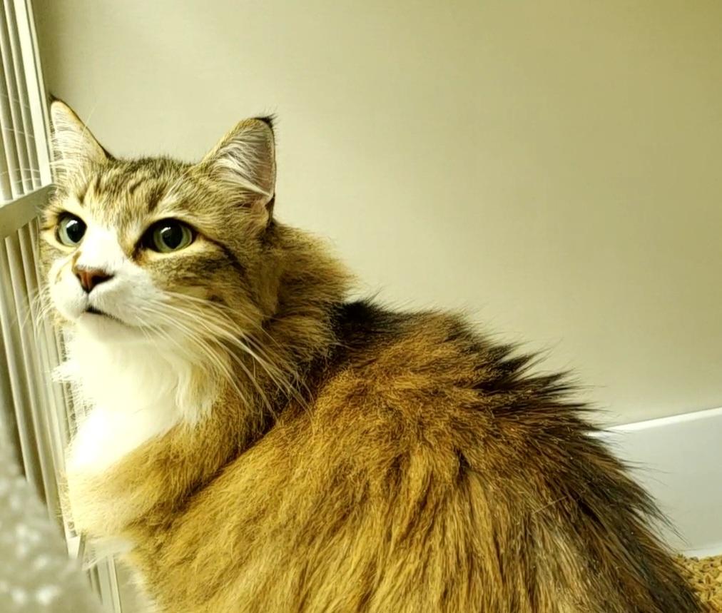 Scout, an adoptable Domestic Long Hair in Drumheller, AB, T0J 0Y0 | Photo Image 2