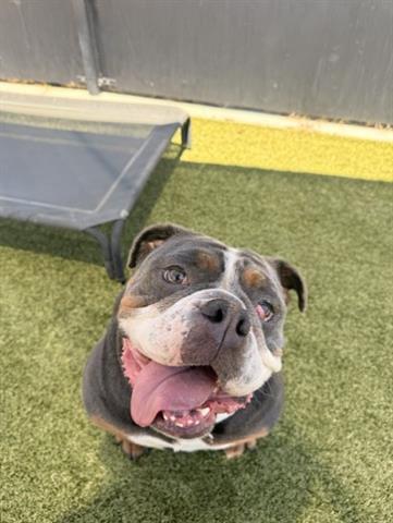 NALA, Adoptable, Adult Female English Bulldog.