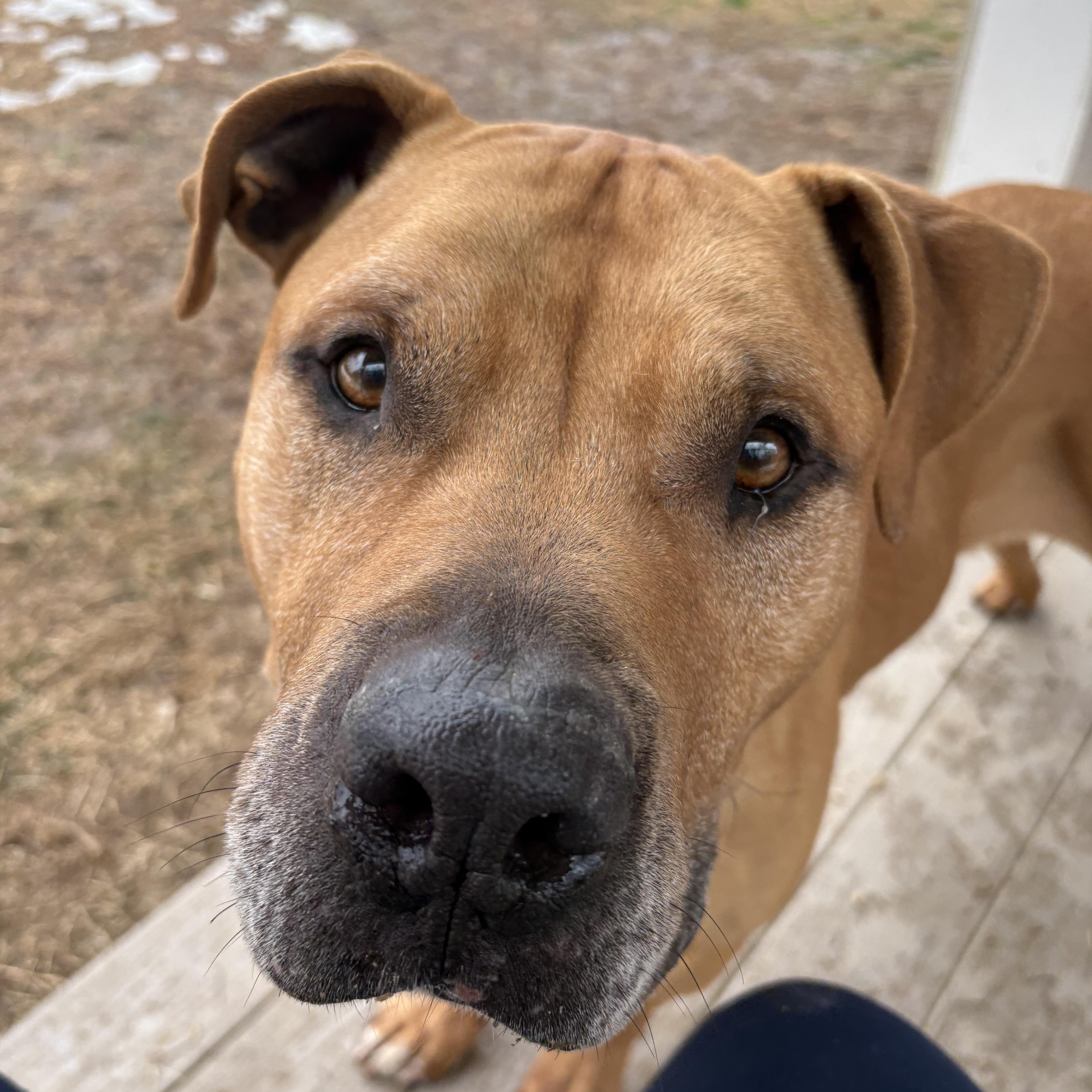 Drew, a Adoptable mixed breed in Saluda, VA image 1/6