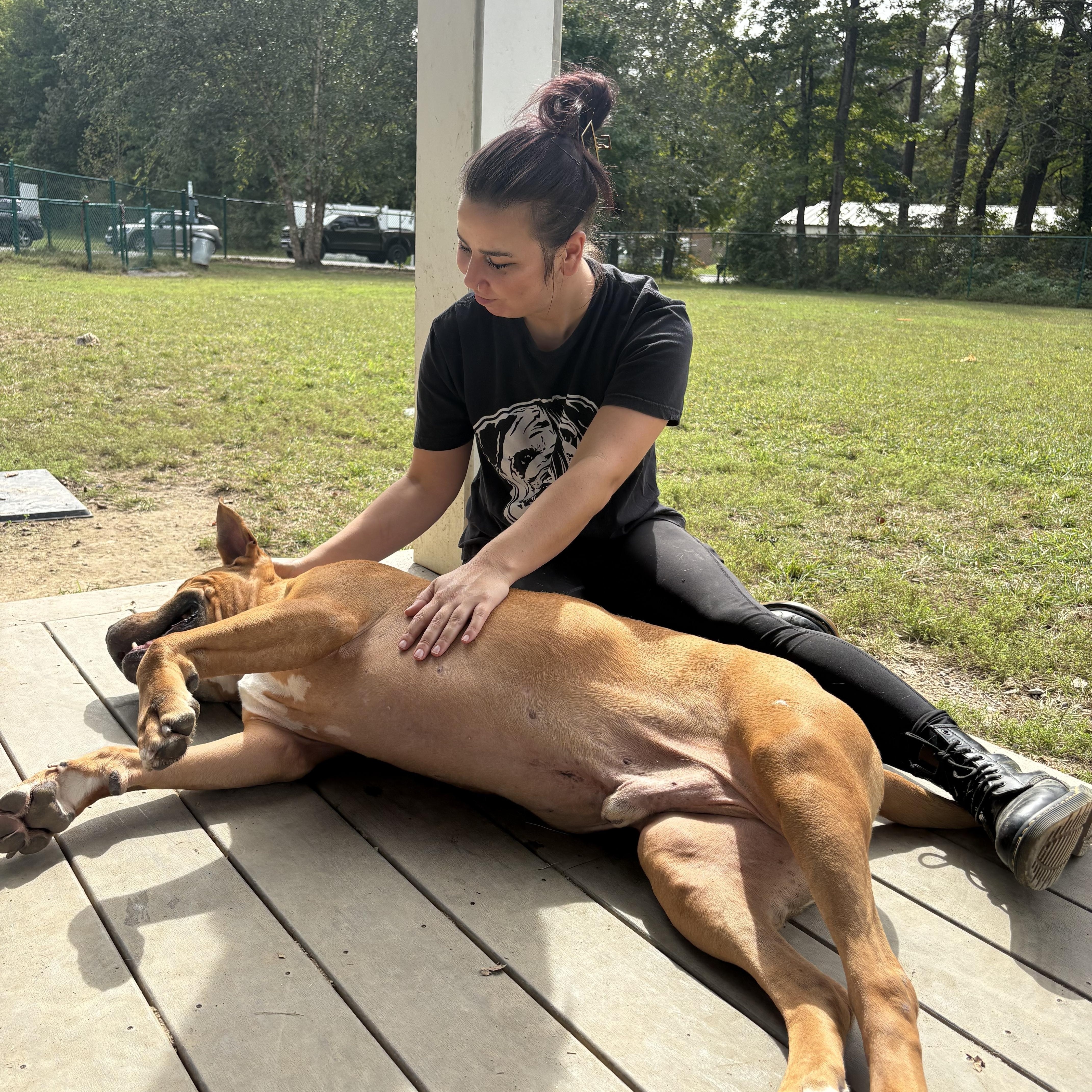 Enlarge Drew, a Adoptable mixed breed in Saluda, VA image 5/6